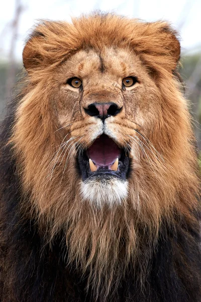 Löwe (Panthera leo)) — Stockfoto