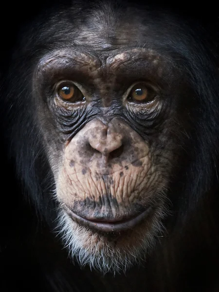 Chimpancé común (Pan troglodytes ) — Foto de Stock