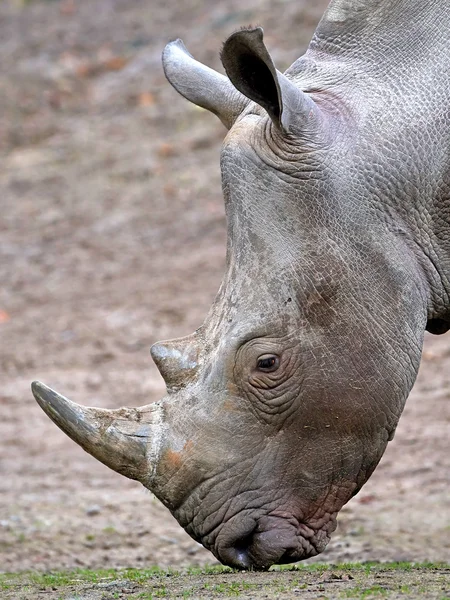White Rhinoceros (Ceratotherium simum) — Stock Photo, Image