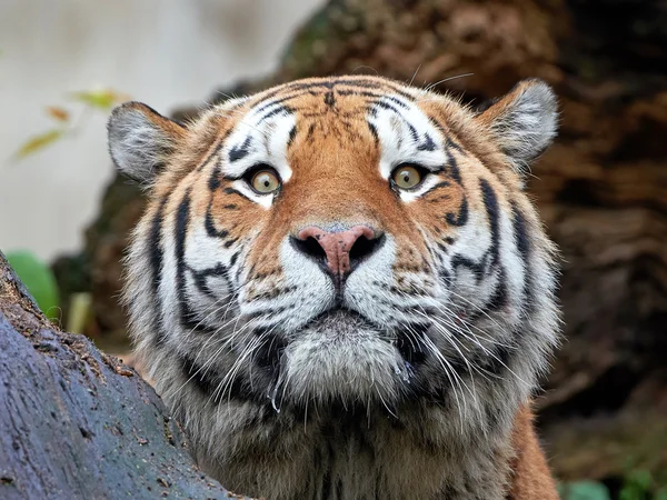 아머 호랑이 (panthera tigris altaica) — 스톡 사진