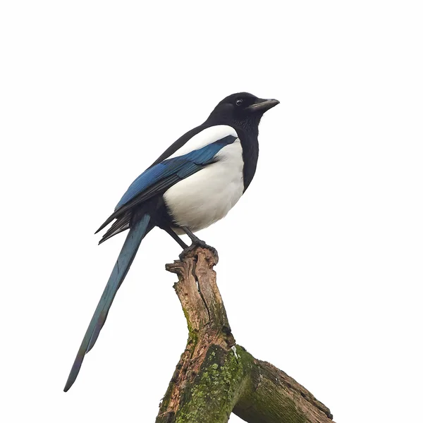 Eurásia Magpie (Pica pica) — Fotografia de Stock