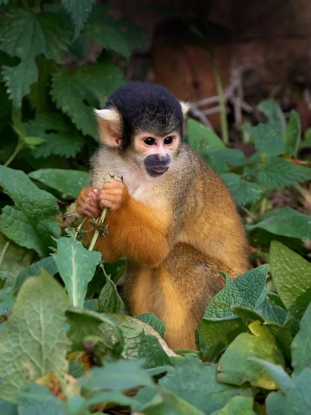 Black-capped squirrel monkey (Saimiri boliviensis) — Stock Photo, Image