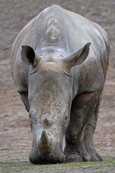 Vitnoshörningar (Ceratotherium simum)) — Stockfoto