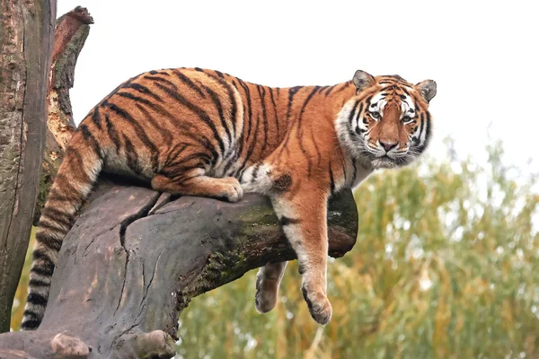 Amurtiger (Panthera tigris altaica)) — Stockfoto