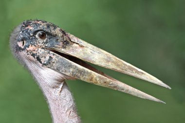 Marabou Stork (Leptoptilos crumeniferus) clipart