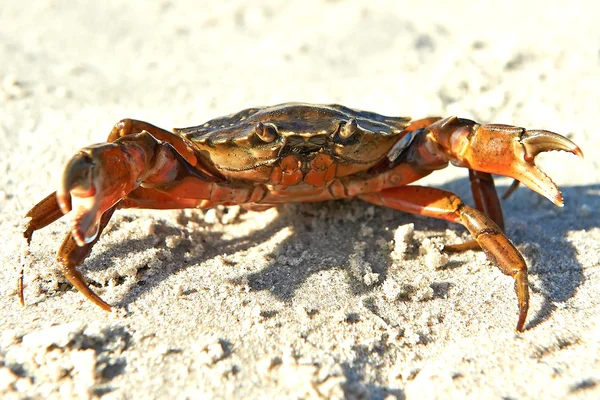 Granchio della costa (Carcinus maenas ) — Foto Stock