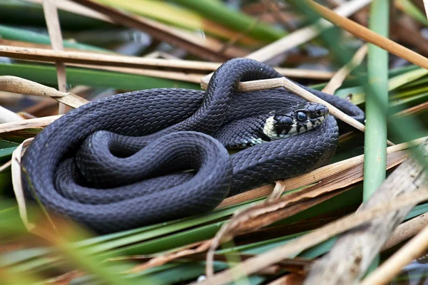 Serpente de erva (Natrix natrix) — Fotografia de Stock