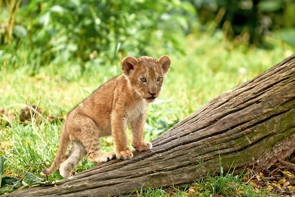 Leão (Panthera leo) — Fotografia de Stock