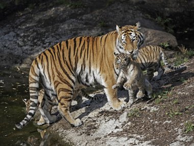 Amur kaplanı (panthera tigris altaica)