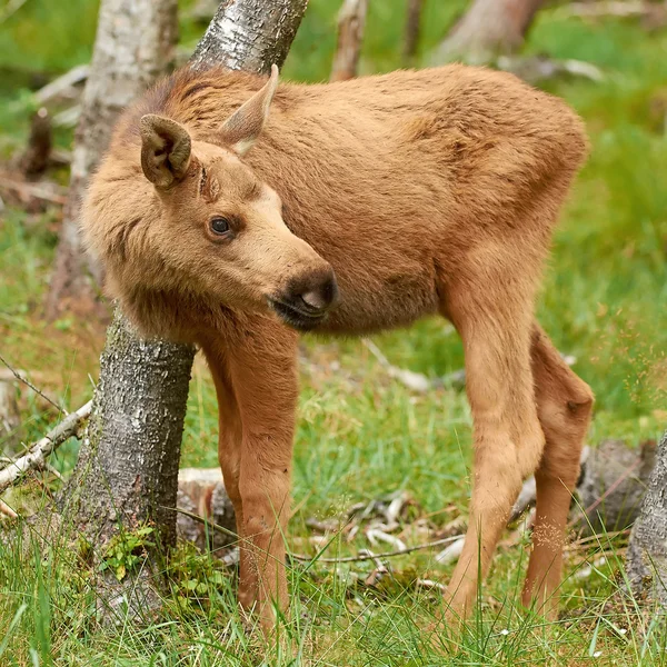 Євразійська лося (alces alces) — стокове фото