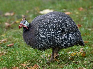 Miğferli Guineafowl (Numida meleagris)
