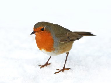 Avrupa bülbülü (Erithacus rubecula)
