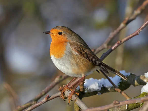 Европейская малиновка (Erithacus rubecula) — стоковое фото