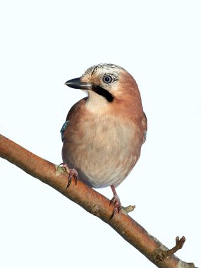 Avrasya alakargası (Garrulus glandarius)