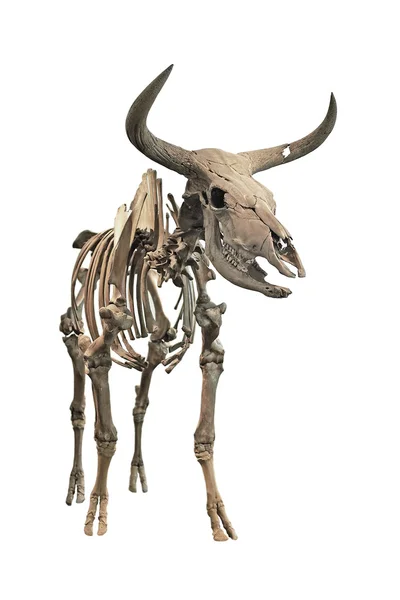 Uroxen skelett (Bos primigenius) — Stockfoto