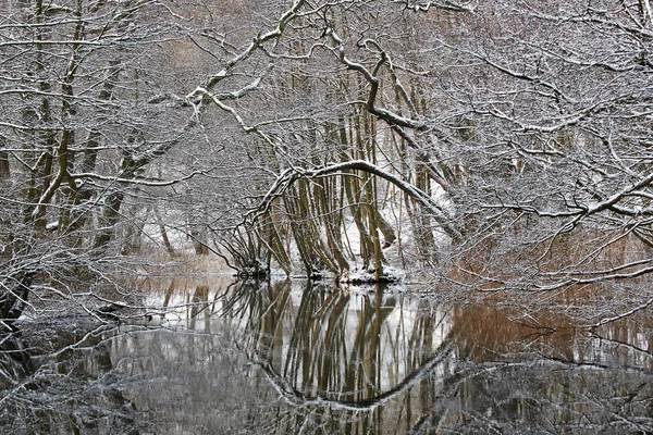 Wald im Winter — Stockfoto