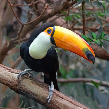 Toco Toucan (Ramphastos toco)