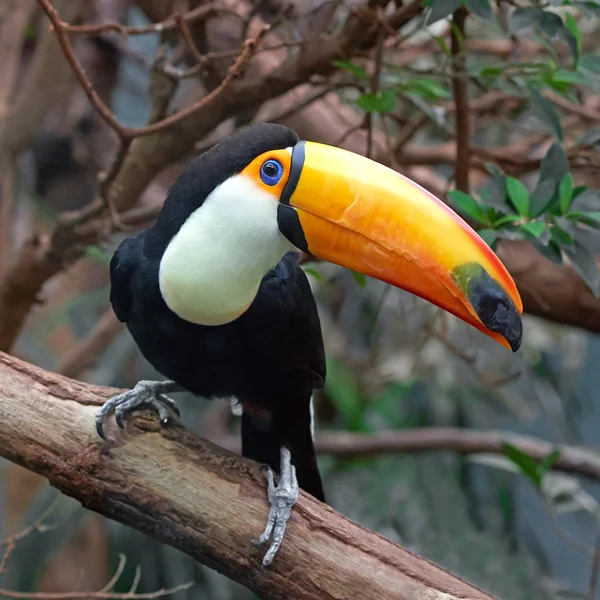 Tucano toco (ramphastos toco) — Foto Stock