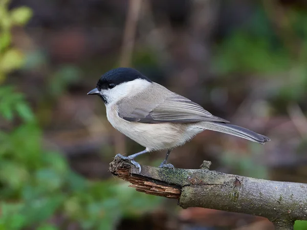 Sumpfmeisen (poecile palustris)) — Stockfoto