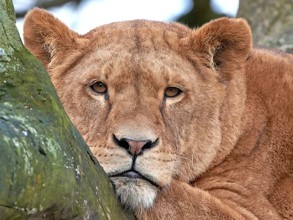 Leão (Panthera leo) — Fotografia de Stock