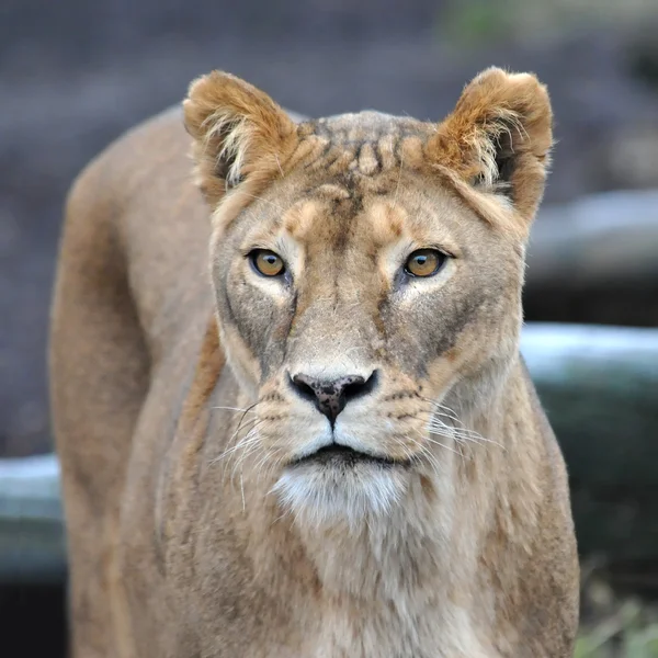 Leone (Panthera leo) — Foto Stock