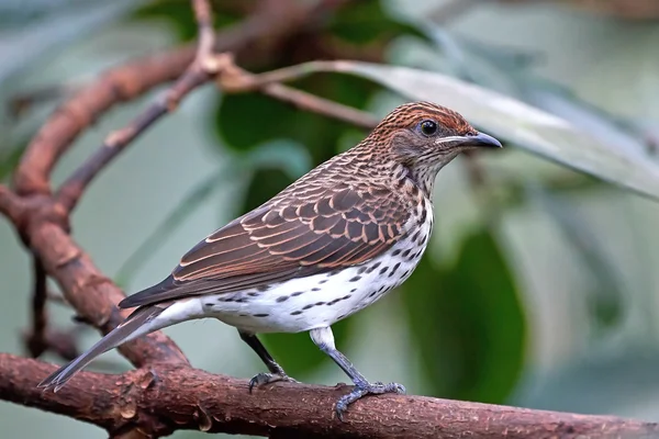 Starling violeta (Cinnyricinclus leucogaster) — Fotografia de Stock