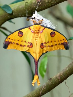 Madagascan moon moth (Argema mittrei) clipart