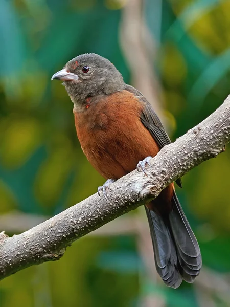 Brazilian tanager (Ramphocelus bresilius) — Stock Photo, Image