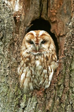 Alaca baykuş (Strix aluco)