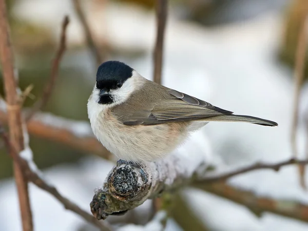 Sikora uboga (Poecile palustris) — Zdjęcie stockowe