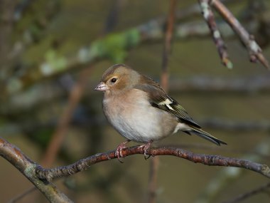 Chaffinch (Fringilla coelebs)