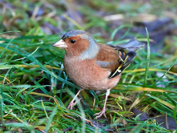 Pinzón común (Fringilla coelebs) — Foto de Stock