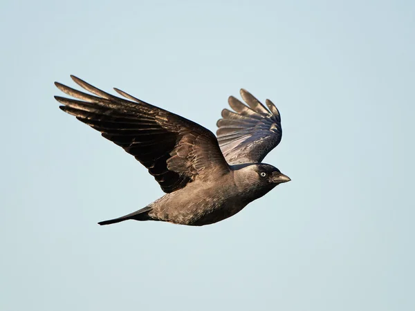 Giamaica occidentale (Corvus monedula ) — Foto Stock