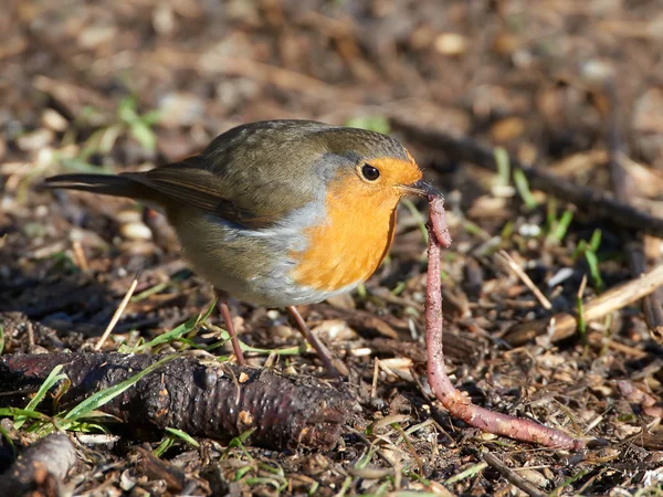 Rubin europejski (Erithacus rubecula)) — Zdjęcie stockowe