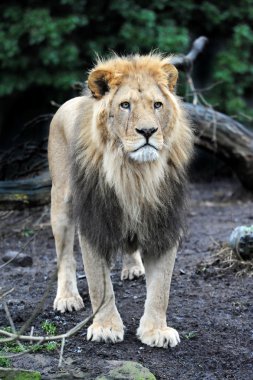 Aslan (Panthera leo)
