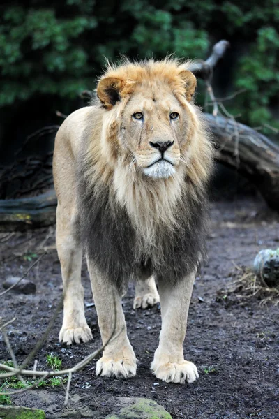 Leão (Panthera leo) — Fotografia de Stock