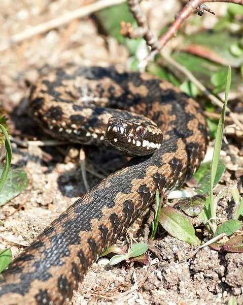 Ortak Avrupa adder (vipera berus) — Stok fotoğraf