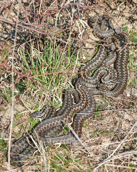 Zmije obecná (vipera berus) — Stock fotografie