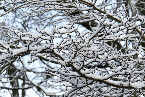 Ramas con nieve —  Fotos de Stock