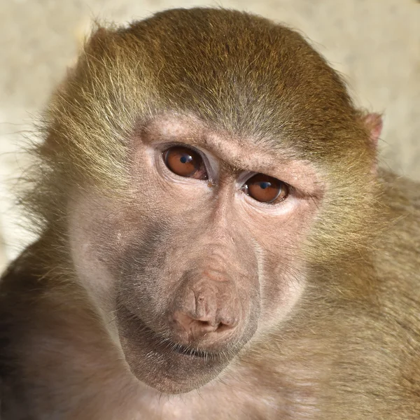 Hamadryas Baboon (Papio hamadryas) — Stock Photo, Image