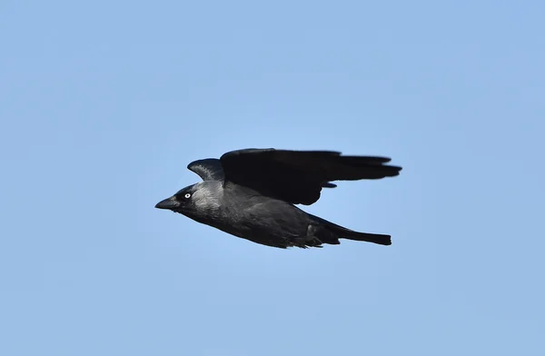 Dohle (corvus monedula)) — Stockfoto