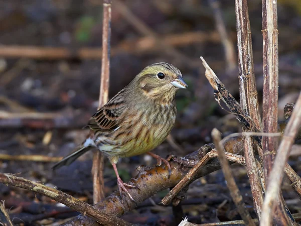 Jaune (Emberiza citrinella) ) — Photo