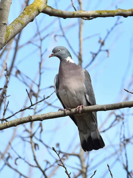 Gołąb zwyczajny (Columba palumbus)) — Zdjęcie stockowe