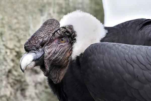 Condor andin (Vultur gryphus)) — Photo