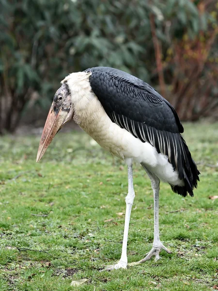 Marabut leylek (Leptoptilos crumeniferus) — Stok fotoğraf