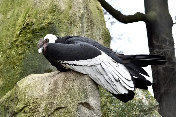 Андський кондор (Vultur gryphus) — стокове фото