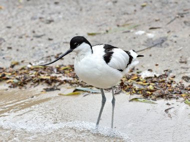 Pied Avocet (Tekrarlayan Avosetta)