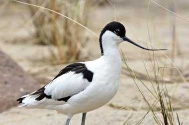 Pied Avocet (Tekrarlayan Avosetta)