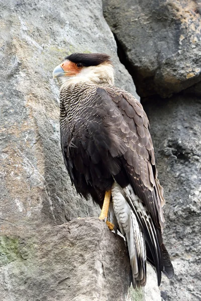 Crested Caracara (Polyborus plancus) — Stock Photo, Image