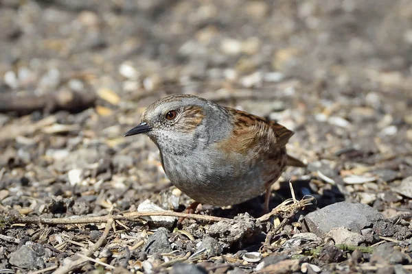 Dunnock (Prunella modularis) — Stock Photo, Image